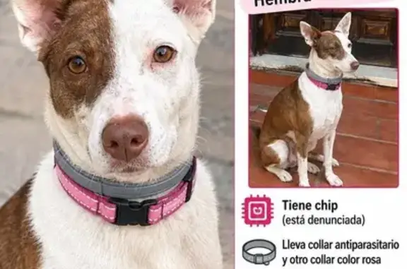 Animales perdidos La Linea de la Concepcion, foto: Perro perdido, hembra, Camino Torrenueva, 4, La Línea de la Concepción — lleva dos collares