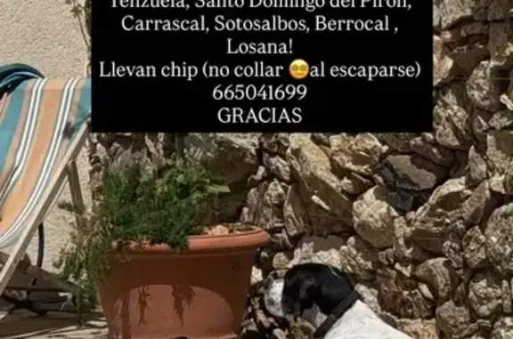 Perro perdido, Tenzuela, Castilla y León, Barcelona — tiene la enfermedad de Addison - photo