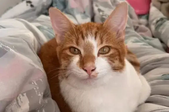 Fluffy Shy Microchipped 1 year old