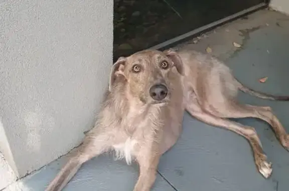 Found male dog, Friarbird Cour...