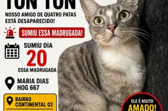 Gato perdido, Rua Maria Dias Hog, 667 — cinza, olhos verdes - photo