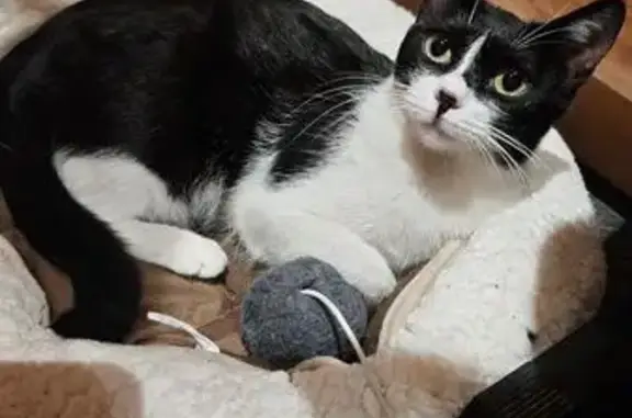 Gato encontrado la Prosperitat, foto: Encontrado gato hembra, Carretera Alta de les Roquetes, 327, Barcelona, la Prosperitat — hocico negro