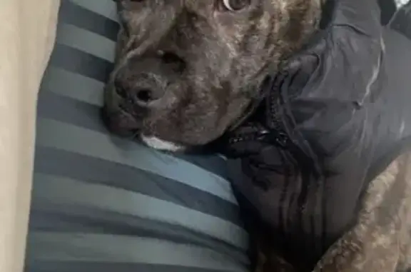 Lost dog, female, Maloney Street, 16, Bayside Council, Randwick — brindle Staffy mix - photo