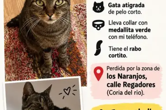Gato perdido, hembra, Calle Regadores, Coria del Río, Madrid - photo