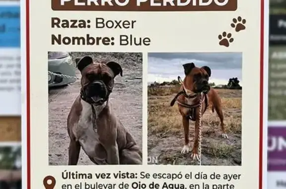 Perro perdido, hembra, Hortencias, 1, Ojo de Agua — pecho blanco - photo