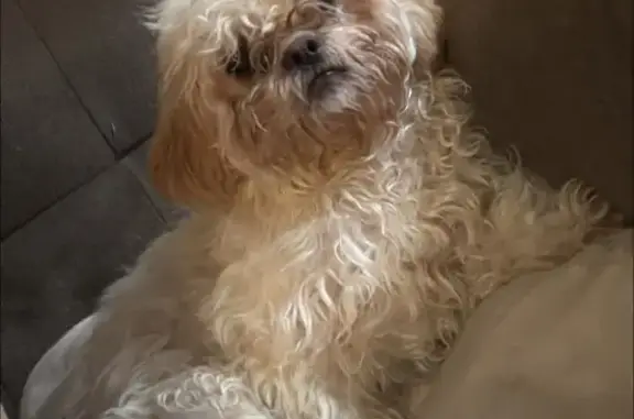 Lost dog, Y Road, Middlesboro, Barbourville — female named Luna with a belly scar - photo
