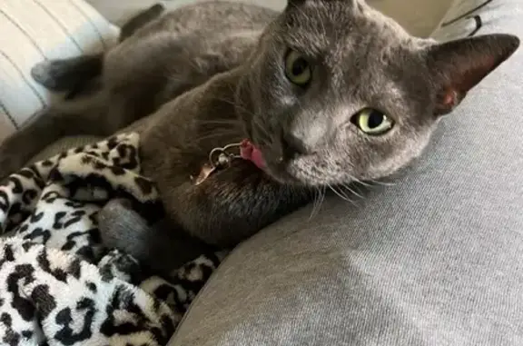 Lost cat, Sleepy Hollow Road, Staten Island — gray coat and green eyes - photo