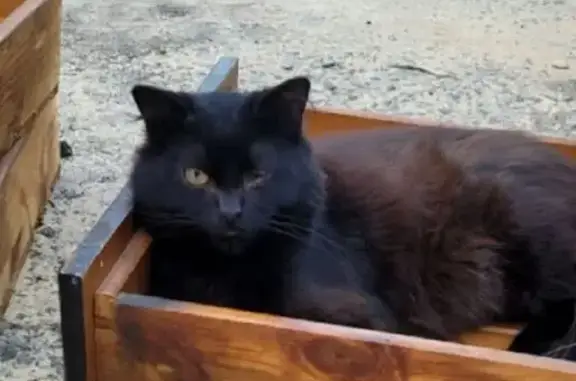 Lost pets Armadale, photo: Lost cat, Merlin Close, Western Australia, Armadale — one eye and fluffy black coat