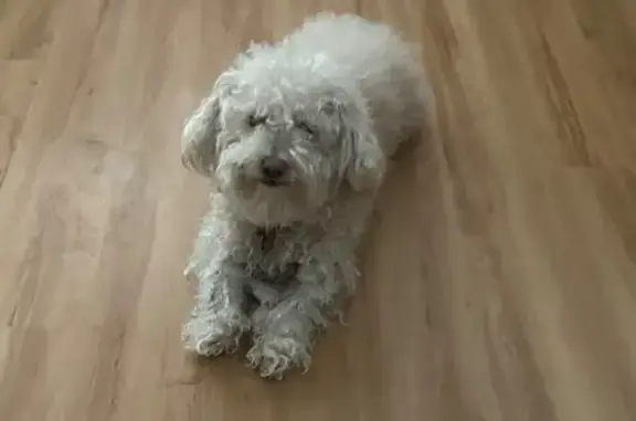 Lost male dog, South Harlan Lane, 19925, Aloha — friendly and white - photo