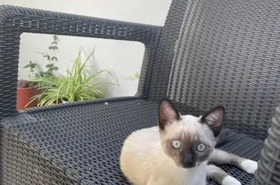 Gato perdido, hembra, Doctor Miguel Ríos Sarmiento, Sevilla — tiene 3 meses - photo