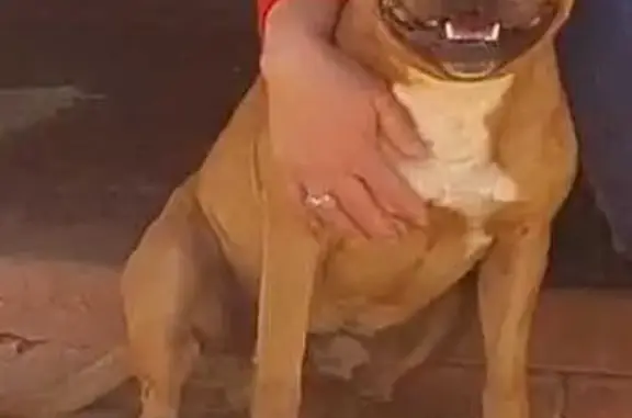 Lost dog, male red Staffy, Kingsway Avenue, 45, Brakpan — lured into a car - photo
