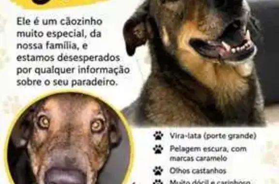 Cachorro perdido, Rua Manoel Caminha, São Paulo — macho, porte médio, nome JOE - photo