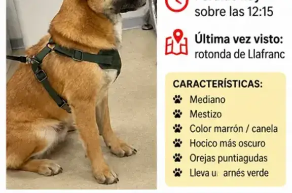 Perro perdido, Avinguda de García Lorca, 21, Palafrugell, Girona — hocico negro - photo