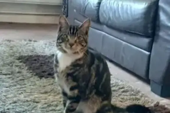 Lost cat, male, Byron Road, 28, Small Heath — friendly tabby - photo