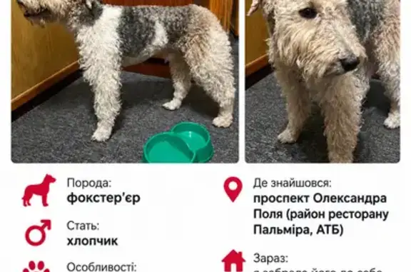 Знайдені тварини Дніпро, фото: Знайдена собака, самець, проспект Олександра Поля, 57, Дніпро — кульгає на задню лапку