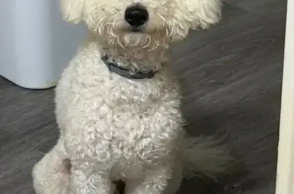 Missing dog McAllen, photo: Lost dog, South 16th Street, McAllen, Austin — white mini poodle with a gray flea collar
