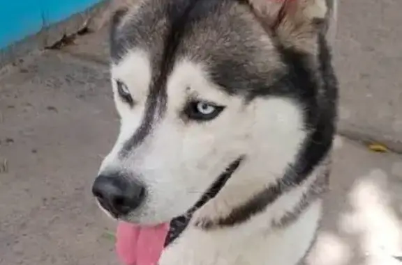 Búsqueda de mascotas, foto: Perro perdido, Sur 1, 31, Ciudad Nezahualcóyotl, Ciudad Nezahualcoyotl — husky adulto de ojos claros