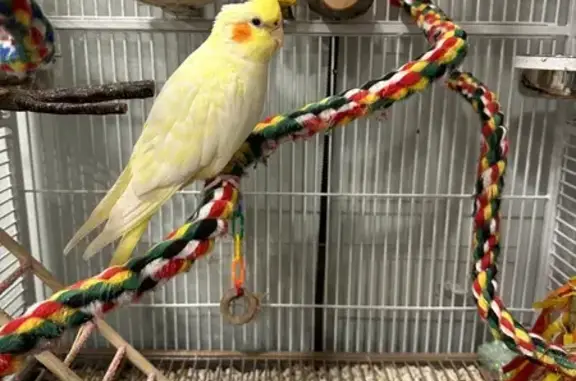 Lost female bird, Cinema Drive East, Hanover Park, Lansing — very good flyer - photo