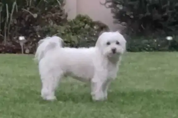 Lost dog, Garsfontein Road, Pretoria, Centurion — small white Maltese, no collar - photo