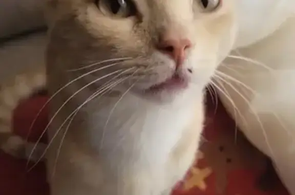 Gato perdido, Mexicali — tiene...