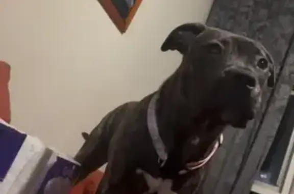 Lost female dog, Maloney Street, 16, Bayside Council, Randwick — brindle mixed-breed Staffy puppy - photo