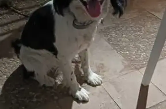 Perro perdido, La Puebla de Cazalla, Andalucía, Arrecife — cocker spaniel de 3 años - photo