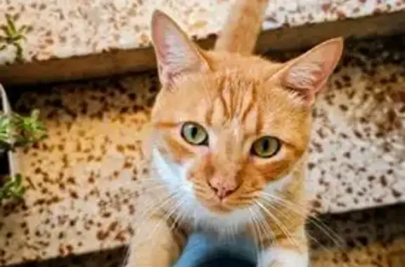 Gato perdido, Calle Sardinero, 16, Torremolinos — ojos verdes - photo