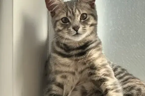 Lost pets Burwood, photo: Lost cat, Waterdale Road, 489, Banyule, Burwood — female with distinctive dark markings