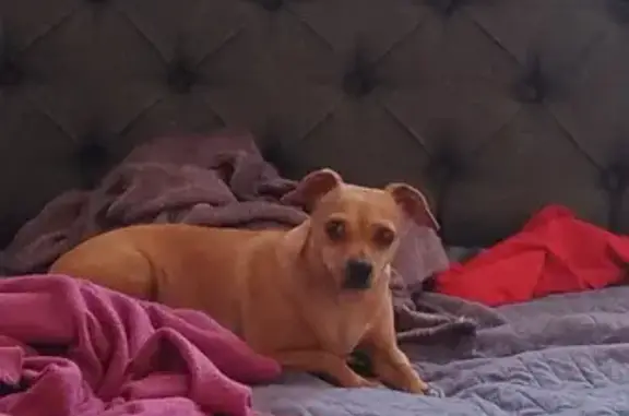 Perro perdido, hembra, Iztapalapa — tiene el pecho blanco - photo