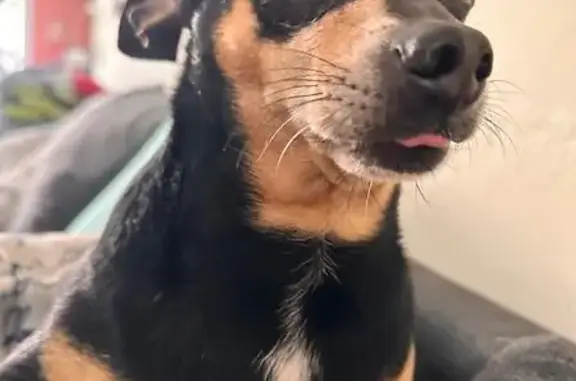 Perro perdido macho, Avenida Nezahualcóyotl, 352, Ciudad Nezahualcoyotl — da brinquitos al caminar - photo