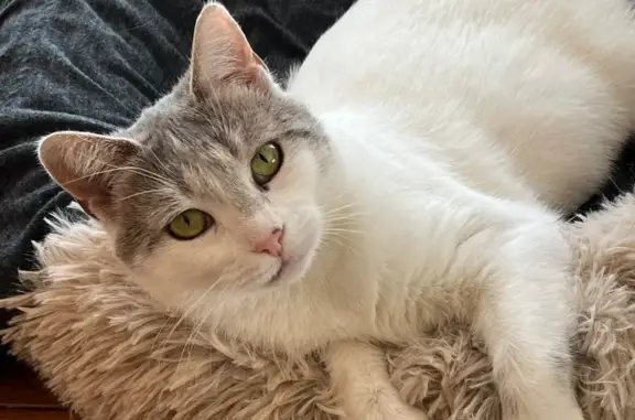 Lost cat, Harris Road, 40680, Belleville, Dearborn — female with a gray striped tail - photo