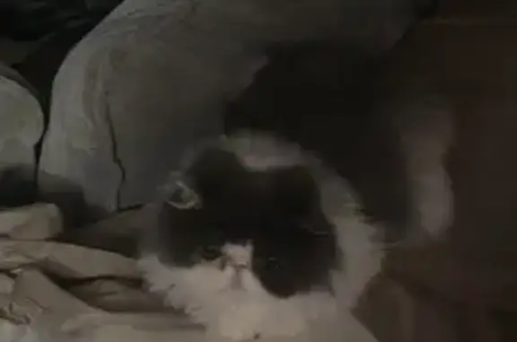 Lost female cat, Society Hill, 303, Cherry Hill Township, Greentree — Persian with copper/amber eyes - photo