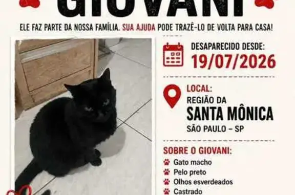 Gato perdido, Rua Doutor Mário Mauro Ramos Mattoso, São Paulo — macho, castrado e de pelo curto brilhante - photo