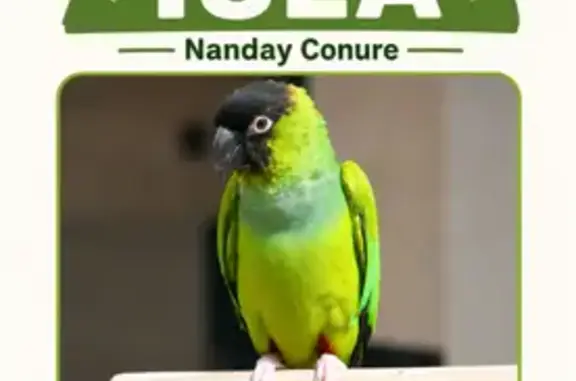 Lost bird, 75th Avenue, 8339, Seminole — handfed baby under one year old - photo