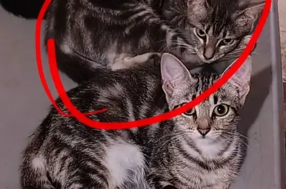 Lost cat, Mohawk Trail, 73, West Greenwich, Greene — female gray tabby kitten - photo