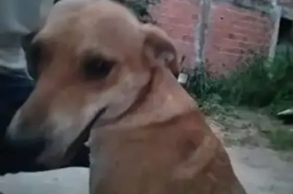 Cachorro perdido, Via Regional, Bahia — caramelo de olhos castanhos - photo