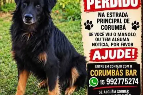 Cachorro perdido, macho, HFM5+3F, Sorocaba — médio porte, atende por Manolo - photo