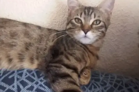 Gatos perdidos, Getafe, foto: Gato perdido, hembra, Calle Cataluña, Getafe — muy miedosa y cariñosa cuando toma confianza