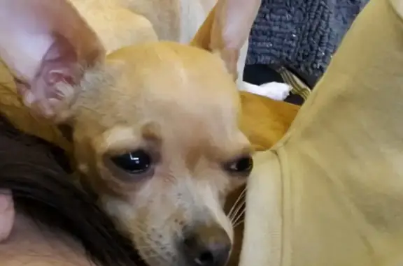 Perro perdido, Ciudad Nezahualcóyotl, Estado de México — pequeña, cabeza de venado; responde a Channel o Bambi - photo