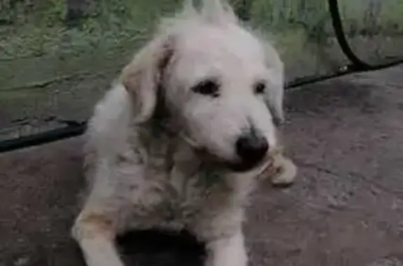 Perdido perro hembra, Calle Licenciado Benito Juárez, Ecatepec de Morelos, Gustavo Adolfo Madero — Mindy, adulta mayor - photo