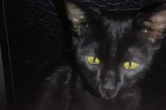 Animales perdidos Los Reyes Acaquilpan, foto: Gato macho perdido, Calle Hombres Ilustres, Los Reyes Acaquilpan — no maúlla fuerte