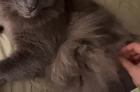 Lost cat, Llandilo Avenue, 34, Strathfield — grey fluffy cat with yellow-green eyes - photo