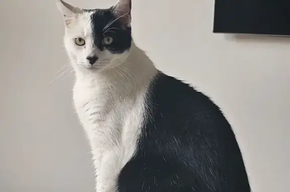 Missing cat Sydney, photo: Lost male cat, Roxborough Park Road, 33, The Hills Shire Council, Sydney — black-and-white body