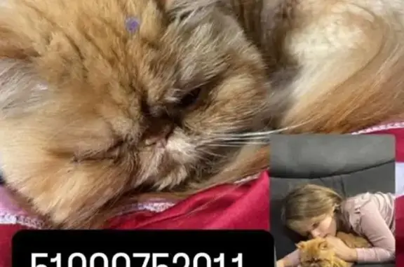 ”Gata persa de pelo alaranjado, foi tosada há pouco tempo, está com o pelo curto. Sumiu no dia 17 de setembro de 2026. ”