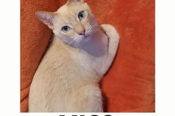 Gato perdido macho en Calle Pensamiento, Mairena del Aljarafe — siamés red point de ojos azules - photo