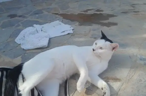 Gato perdido, Berja, Andalucía, Nijar — blanco, joven y con ojos verdes - photo