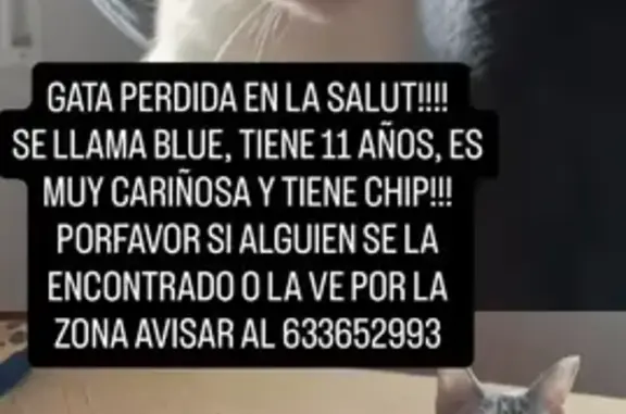 Gato perdido, Passeig de la Salut, 102, Badalona, Llefia — hembra de ojos azules - photo