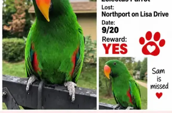 Lost Bird, Lisa Drive, Northport, Brooklyn — male, friendly and noisy - photo