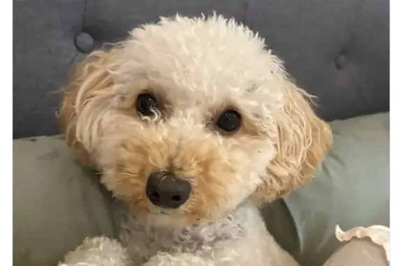 Lost dog, Road 11, 43, Kingsville — cream fur, brown ears - photo