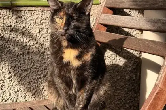 Búsqueda de mascotas, foto: Gato perdido, Calle de Manuela Torregrosa, 7, Madrid — hembra carey con un solo ojo